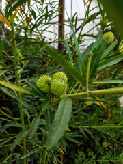 Obraz premium Small Soursop fruits growing in the garden