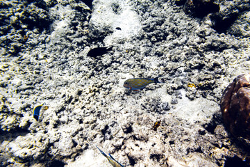 Underwater view of coral reef with colorful fish