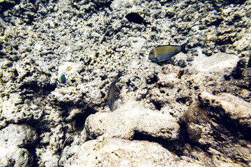 Underwater view of coral reef with colorful fish