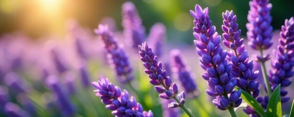 Obraz premium Purple lavender blooms densely packed, sunlight dappled , spring, lush, texture