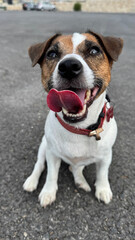 A cheerful Jack Russell Terrier with a red collar sits on asphalt, tongue playfully curled, showing teeth and bright eyes, radiating joy and energy in a close-up portrait.
