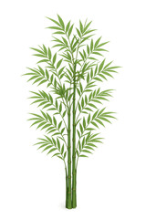 Obraz premium Bamboo plant growing with lush green leaves on transparent background