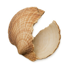 Broken seashell isolated on transparent background exhibiting intricate details