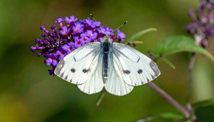 Close-up of white butterfly on purple flower