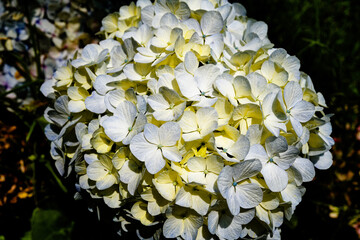 Delicacy of hydrangea petals in full bloom