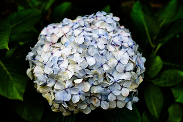 Delicacy of hydrangea petals in full bloom