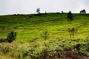 Undulating and luminous landscape of the Ciwidey plantations