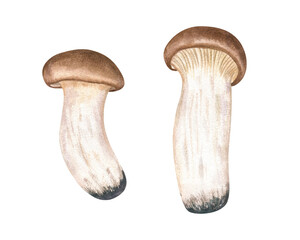King oyster mushrooms watercolor illustration clip art on isolated background. Hand painted East Asian edible trumpet eryngii for culinary blogs, vegan recipes, organic food packaging.