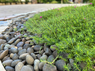 A low angle shot of a garden bed with smooth stones bordering lush green ground cover