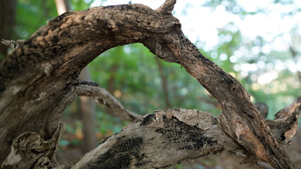 Charred Trees and Forest Regeneration After Wildfire in Natural Environment