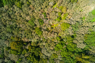 Top Down Aerial View of a Dense Forest Canopy The Concept of a Natural Texture
