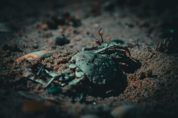 The Circle of Life: A Dried Crab Carapace on a Sandy Beach