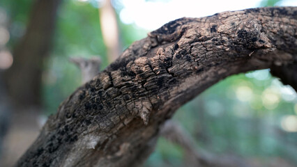 Charred Trees and Forest Regeneration After Wildfire in Natural Environment