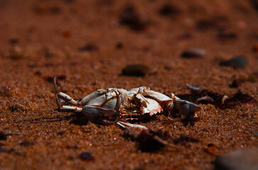 The Circle of Life: A Dried Crab Carapace on a Sandy Beach
