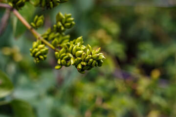 Yellow flowers of St. John’s wort (Hypericum perforatum) on a green background in the summer garden, medicinal herb close up