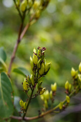 Obraz premium Yellow flowers of St. John’s wort (Hypericum perforatum) on a green background in the summer garden, medicinal herb close up