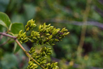 Yellow flowers of St. John’s wort (Hypericum perforatum) on a green background in the summer garden, medicinal herb close up
