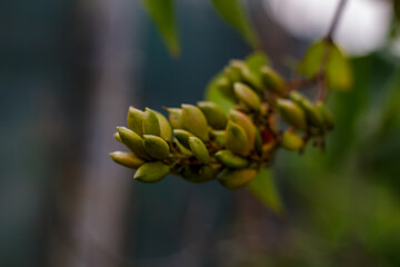 Yellow flowers of St. John’s wort (Hypericum perforatum) on a green background in the summer...