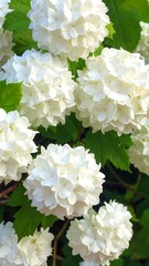 Close-up of white hydrangea blossoms
