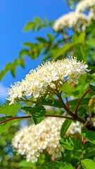 Close-up of white flowers on a branch