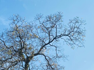 The view of the blue sky with the branches of a tree, this was captured at a high angle, the leaves falling between the branches of the tree, which adds a different beauty to the picture.