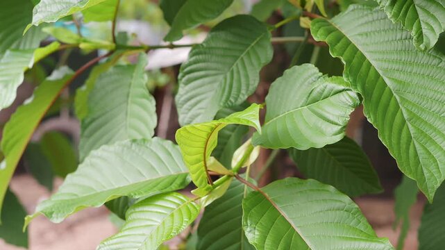 Kratom is eaten as a medicinal herb
