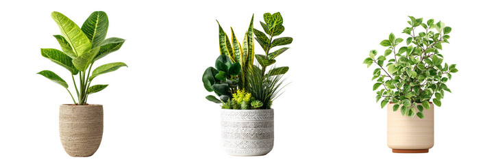 Set of Blooming artificial Dieffenbachia plant for home decor on transparent png background. Ai generated