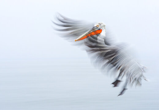 Pelican flying with motion-blurred wings against a minimal soft white background, side view