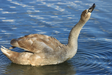 Juvenile mute swan on the lake
