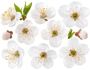 Close-up of delicate white blossoms and buds