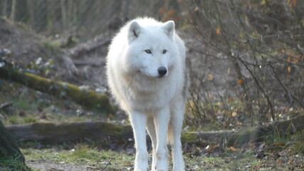 Obraz premium White wolf with beautiful fur walking in the forest in the morning