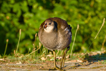 oung common moorhen walking on sunny morning