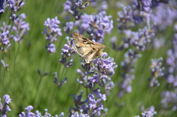 A fascinating close-up of a Silver Y moth (Autographa gamma) on a purple lavender flower
