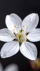Close-up of a delicate white flower (5)