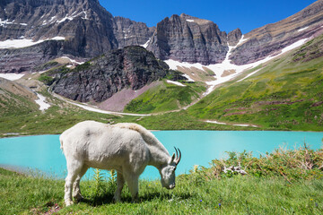 Fototapeta premium Mountain goat