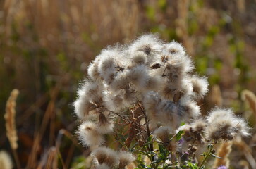  Fluffy White Thistle Seed Heads Glowing in an Autumn Meadow