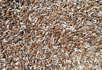 Shells on the shell beach of the Sea of ​​Galilee
