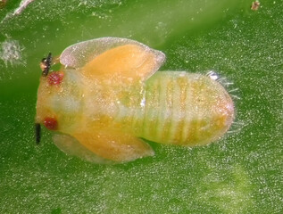 Asian citrus psyllid, Diaphorina citri (Hemiptera: Liviidae). Nymph on a citrus leaf