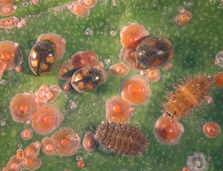 Egyptian black scale insect or Circular scale, Chrysomphalus aonidum and its natural enemies, ladybirds (ladybugs), adult beetles and larvae