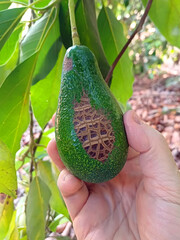 Farmer holds an avocado fruit with mechanical damage to its surface