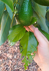 Farmer holds an insect-damaged avocado leaf in his hand at an agricultural plantation