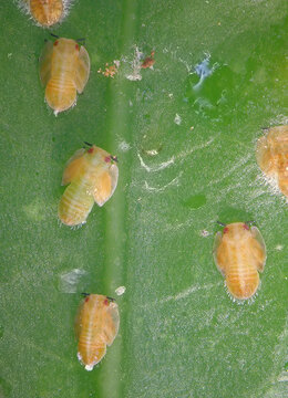 Asian citrus psyllid, Diaphorina citri (Hemiptera: Liviidae). Nymph on a citrus leaf