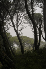 A moody forest scene with twisted pine trees shrouded in mist. The dark foreground contrasts with the hazy background, creating a mysterious and atmospheric view.