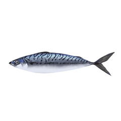 blue mackerel