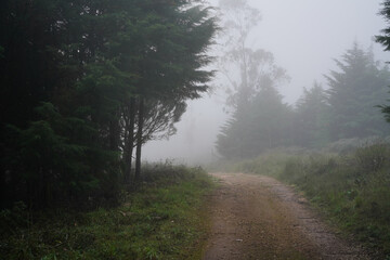 A misty forest path winds through dense trees. Fog obscures the background, creating a moody, atmospheric scene with a sense of mystery and solitude.