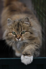 Fluffy long-haired cat with green eyes sitting outdoors