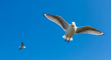 Fototapeta premium Seagulls soaring in the radiant sky, embodying freedom and natural elegance