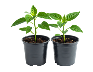 Two vibrant green pepper seedlings in small, dark gray plastic pots, set against a black background