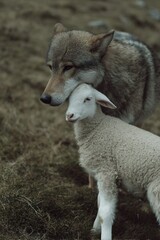 Obraz premium An unlikely friendship: a wolf gently rests its head on a white lamb in a field of dry grass.