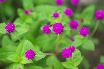 紫のセンニチコウ